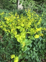 Smyrnium perfoliatum perfoliatum
