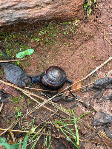 Cupedora patruelis observed 2026-08-22