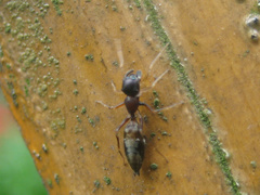 Myrmarachne elongata