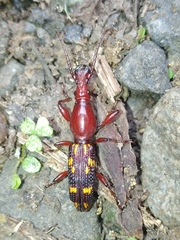Baryrhynchus poweri