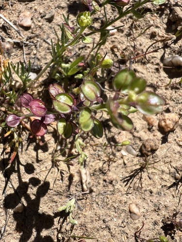 Lepidium nitidum