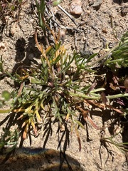 Lepidium nitidum, photograph author not stated, no rights reserved