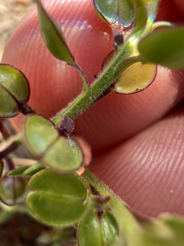 Lepidium nitidum, photograph 4