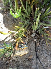 Lepidium nitidum, photograph author not stated, no rights reserved
