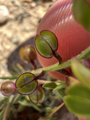 Lepidium nitidum, photograph 5