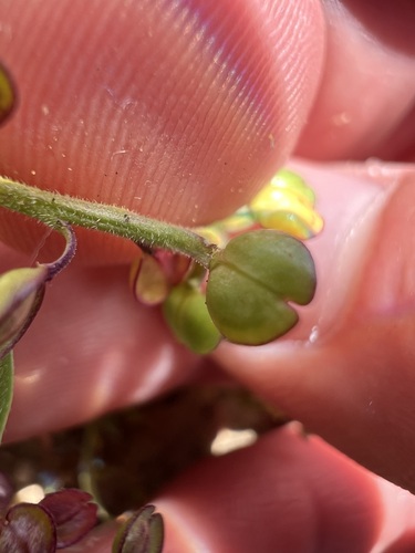 Lepidium nitidum, photograph 6