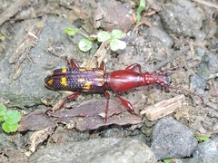 Baryrhynchus poweri