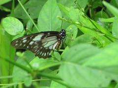 Graphium philonoe philonoe