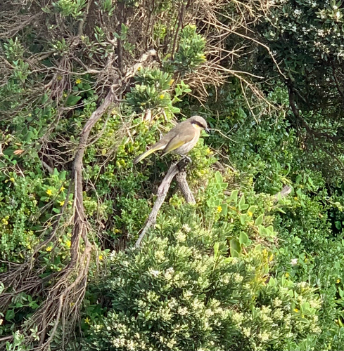Singing Honeyeater