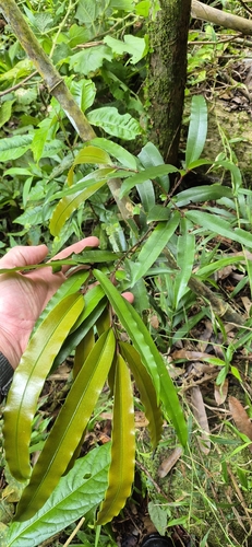 Podocarpus dispermus, photograph 2