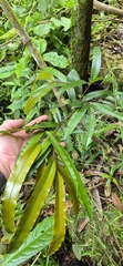 (c) Evert Materman, some rights reserved (CC BY-SA) Podocarpus dispermus, photograph (c) Evert Materman, some rights reserved (CC BY-SA)
