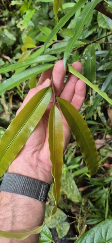 Podocarpus dispermus, photograph 3