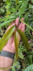 (c) Evert Materman, some rights reserved (CC BY-SA) Podocarpus dispermus, photograph (c) Evert Materman, some rights reserved (CC BY-SA)