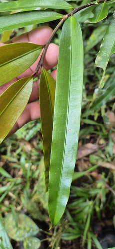 Podocarpus dispermus, photograph 4