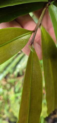 Podocarpus dispermus, photograph 5
