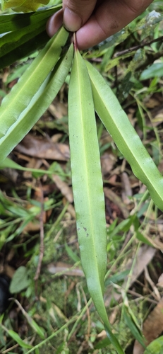 Podocarpus dispermus, photograph 6