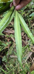 Podocarpus dispermus, photograph (c) Evert Materman, some rights reserved (CC BY-SA)