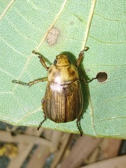 Anomala inconcinna
