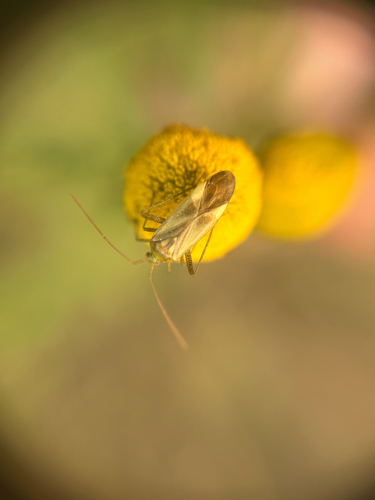 Alfalfa Plant Bug