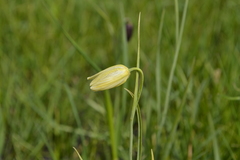 Fritillaria meleagroides