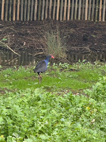 Australasian Swamphen