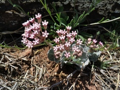Asclepias nummularia