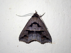 Tephriopis divulsa