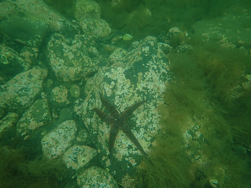 Mottled Star