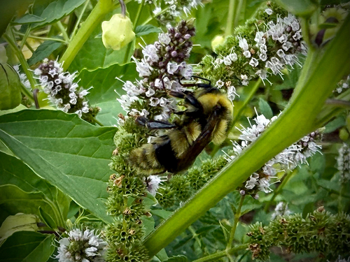 Red-belted Bumble Bee