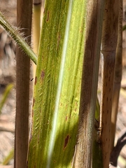 Andropogon gayanus