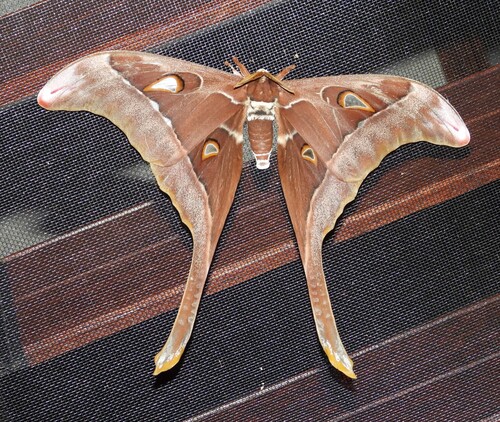 Hercules Moth