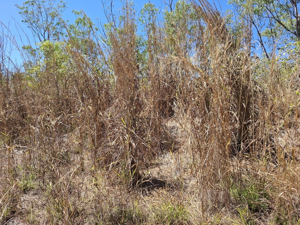Andropogon gayanus; photograph (c) Karl Tattersall, some rights reserved (CC BY-SA)