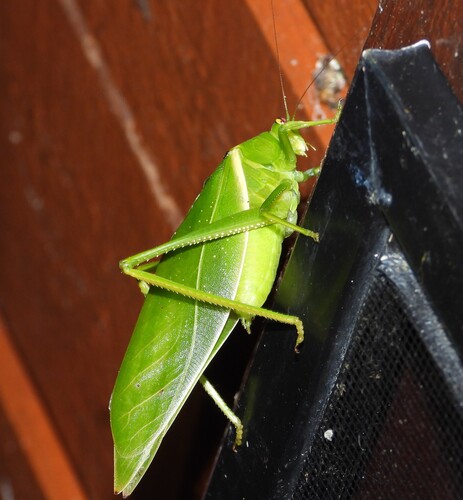 Serrated Bush Katydid