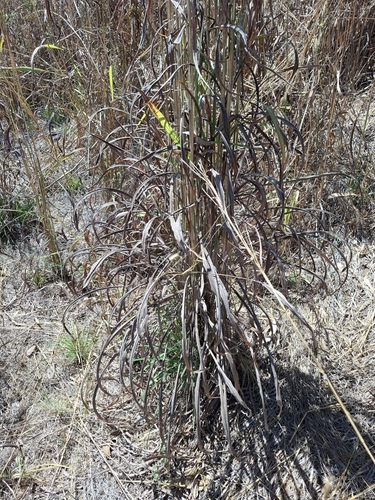 Andropogon gayanus, photograph 2