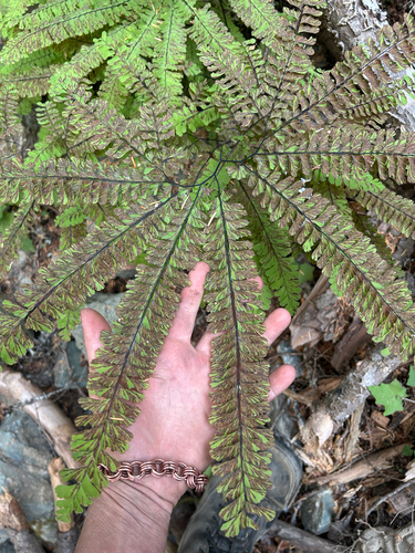 western maidenhair fern