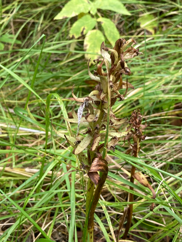 Dactylorhiza incarnata, 2026-08-21
