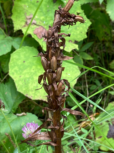 Dactylorhiza incarnata, 2026-08-21