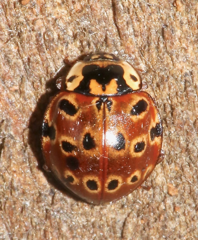 Giant Lady Beetles