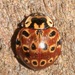 Giant Lady Beetles - Photo (c) Laura Gaudette, some rights reserved (CC BY), uploaded by Laura Gaudette