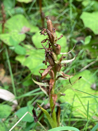 Dactylorhiza incarnata, 2026-08-21