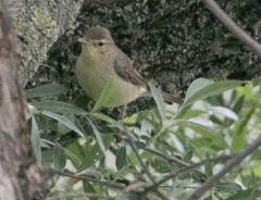 Hippolais polyglotta