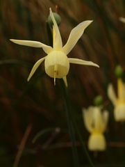 Narcissus triandrus