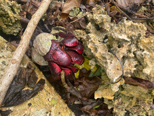 Coenobita spinosus observed 2026-08-21