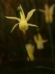 Narcissus triandrus