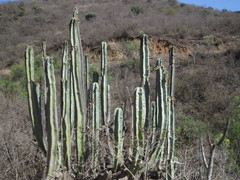 Isolatocereus dumortieri