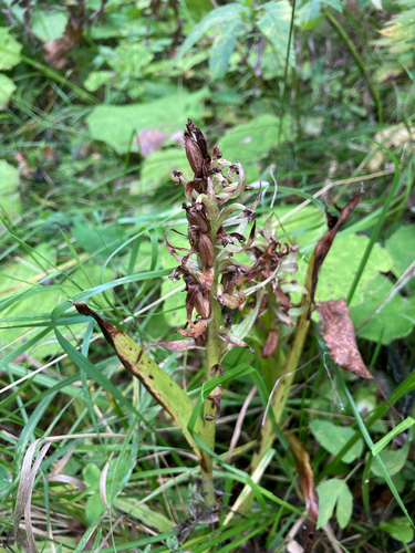 Dactylorhiza incarnata, 2026-08-21