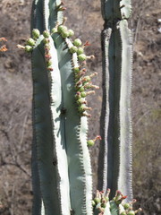 Isolatocereus dumortieri