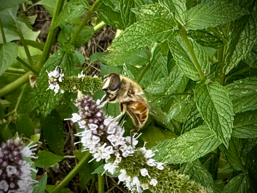 Common Drone Fly