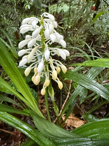 Christmas Orchid