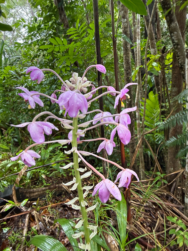 Spathoglottis pacifica, photograph 6